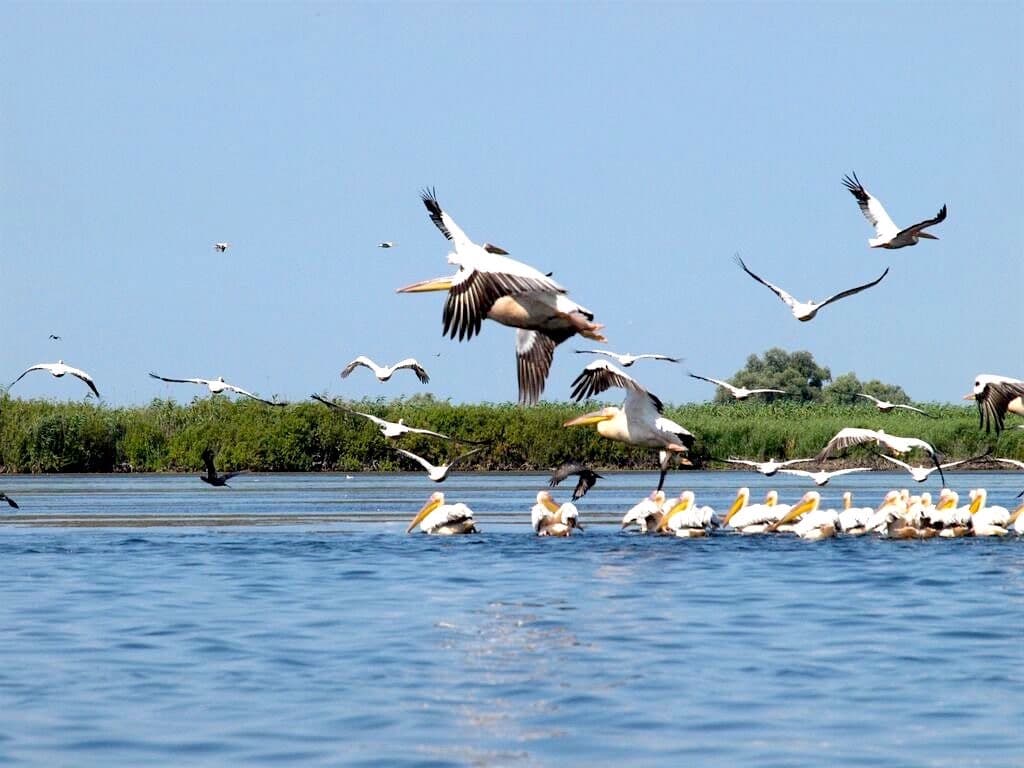 The Danube Delta
